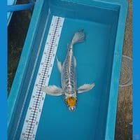 tanco kiko 40 cm