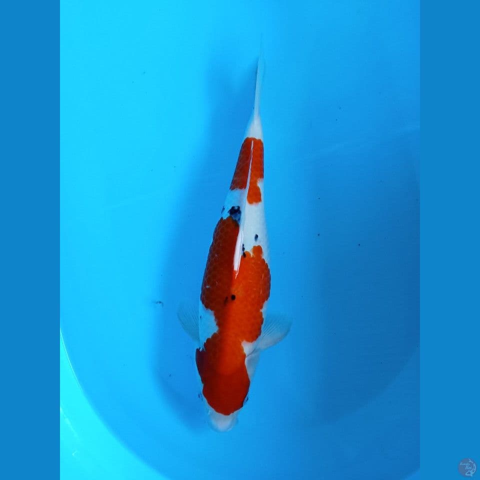 showa 40 cm jantan