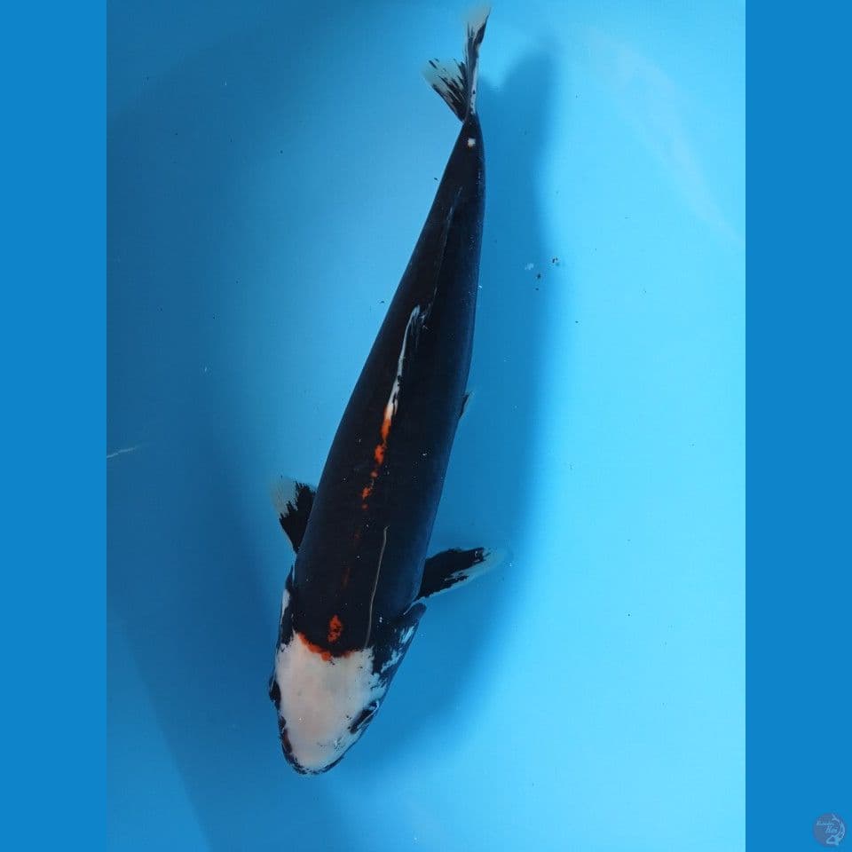 kumon 37cm jantam