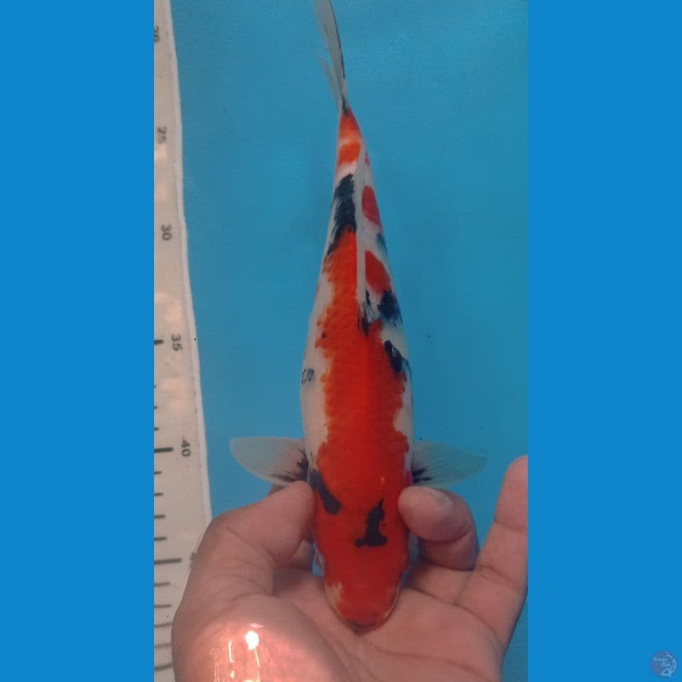 SHOWA 25CM