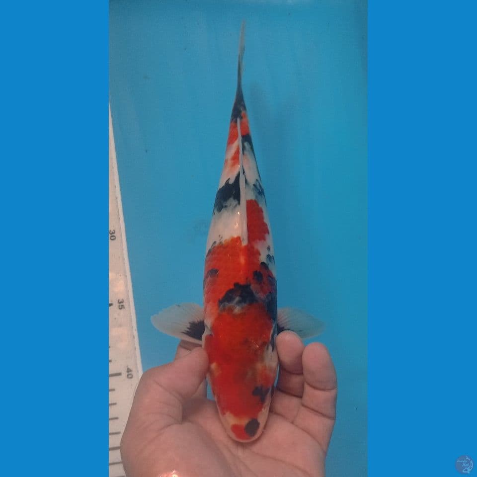 SHOWA 27CM