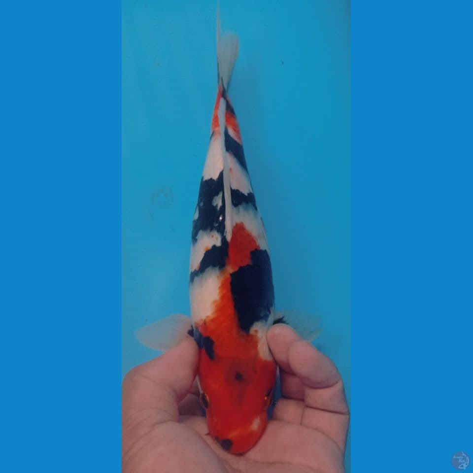 SHOWA 25CM