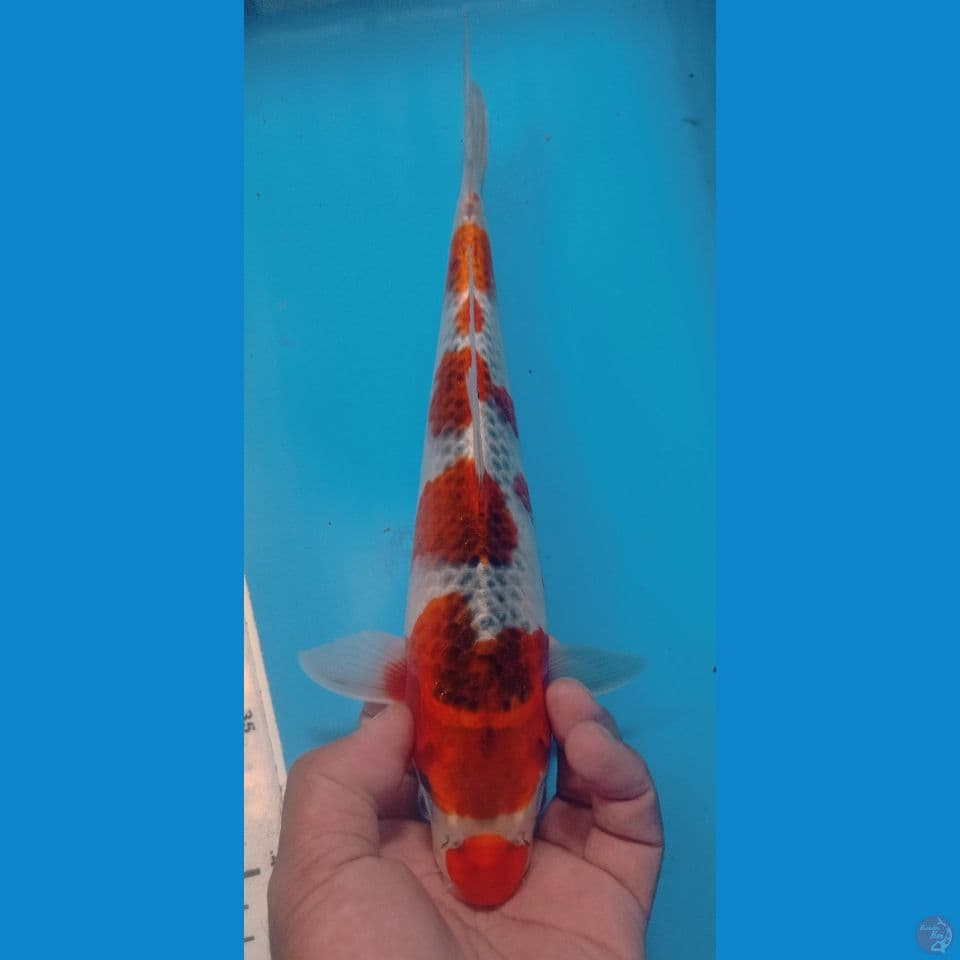 GOSHIKI 29CM