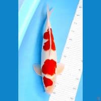 kohaku