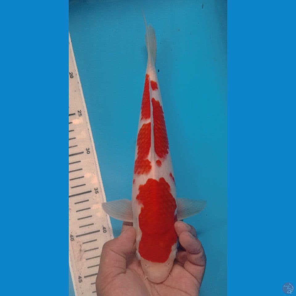 KOHAKU 33CM
