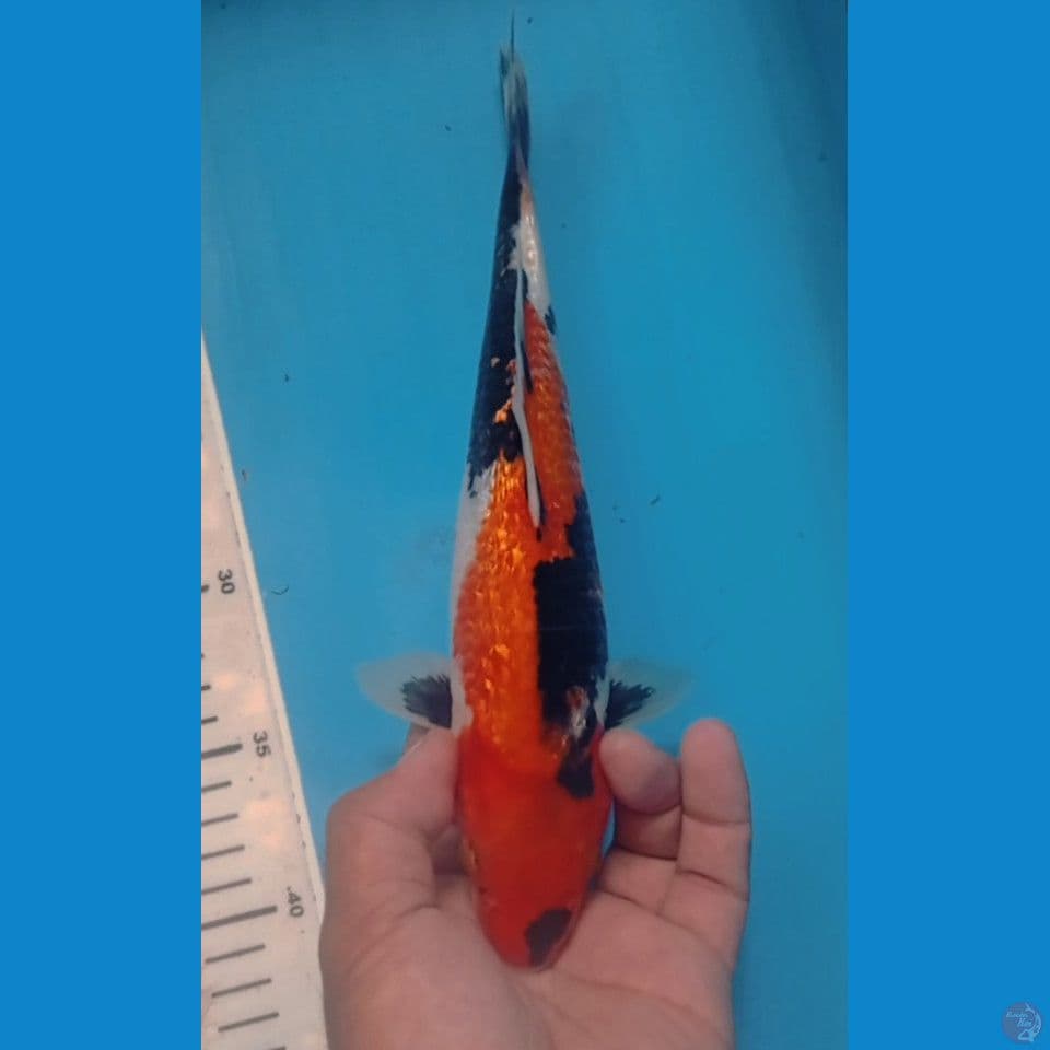 GINRIN 28CM