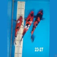 mix showa sanke, 23-27CM 