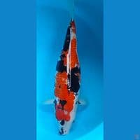 showa 38cm~Betina