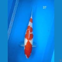 kohaku 37cm