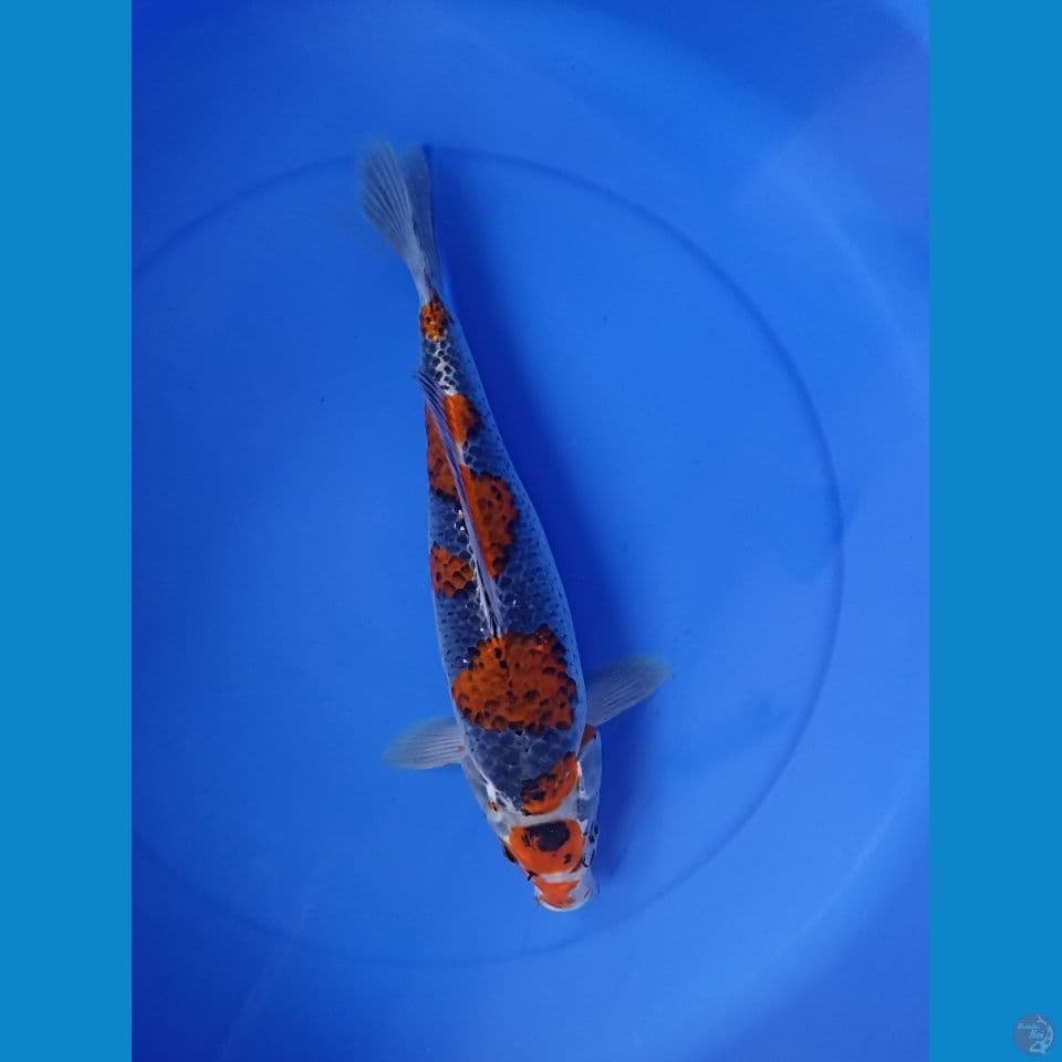 ghosiki 38cm