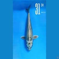 Silver Fox 31cm Line Momotaro