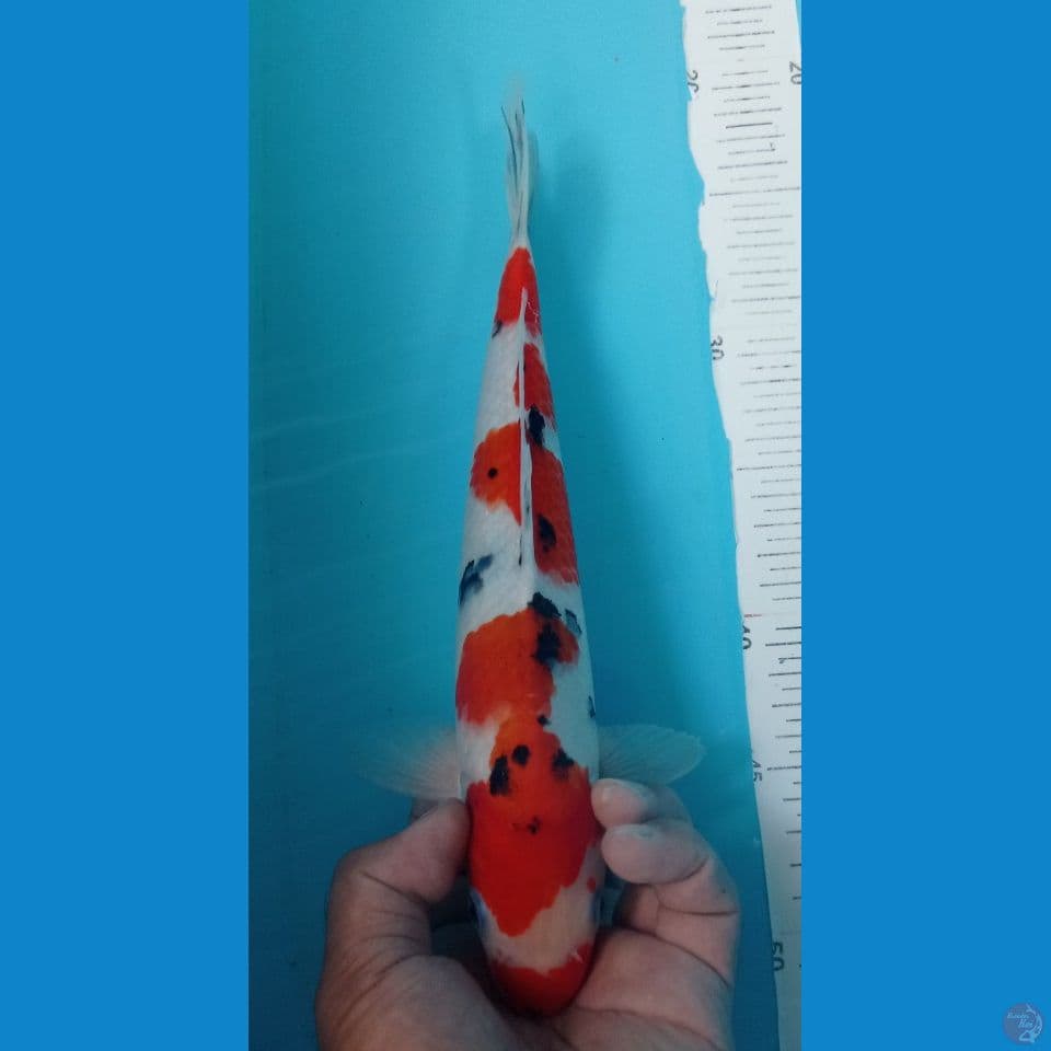 SANKE 30CM