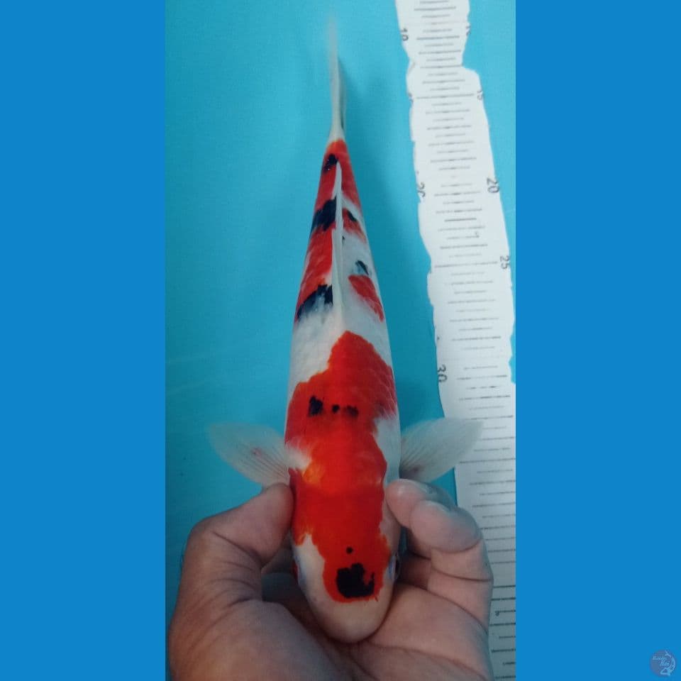 SANKE 30CM