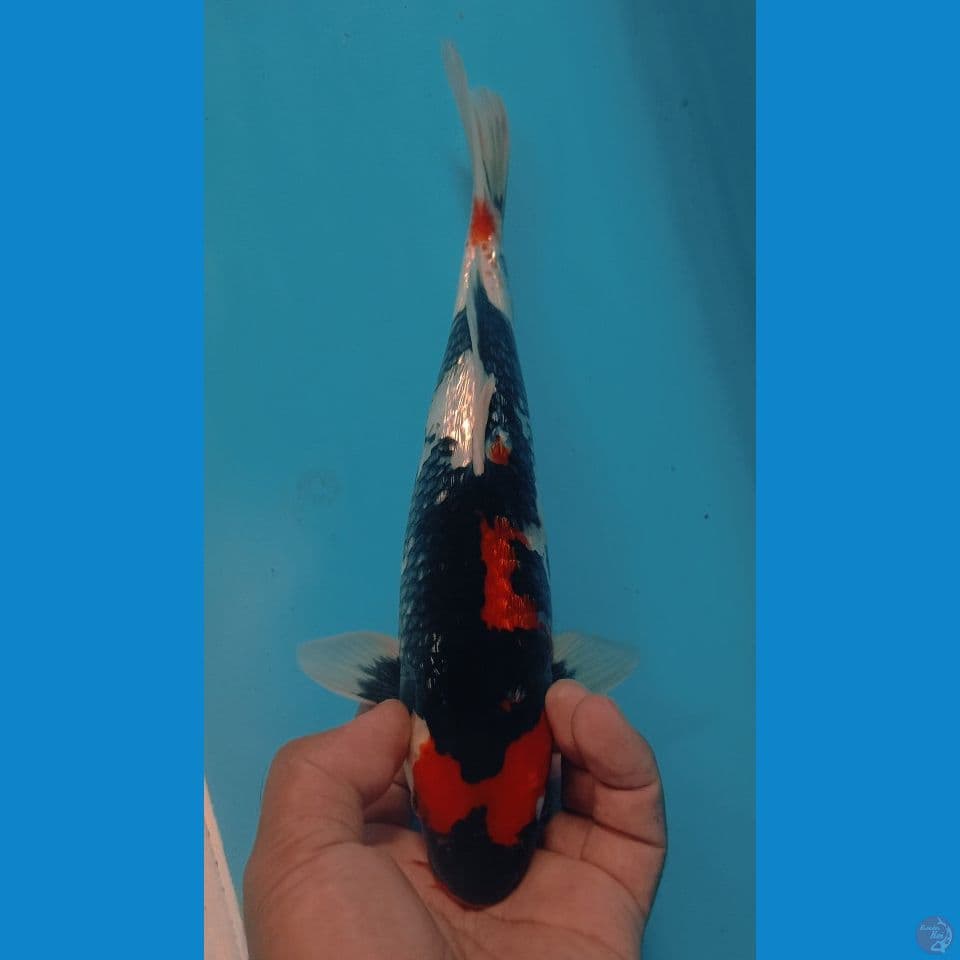 GINRIN 26CM