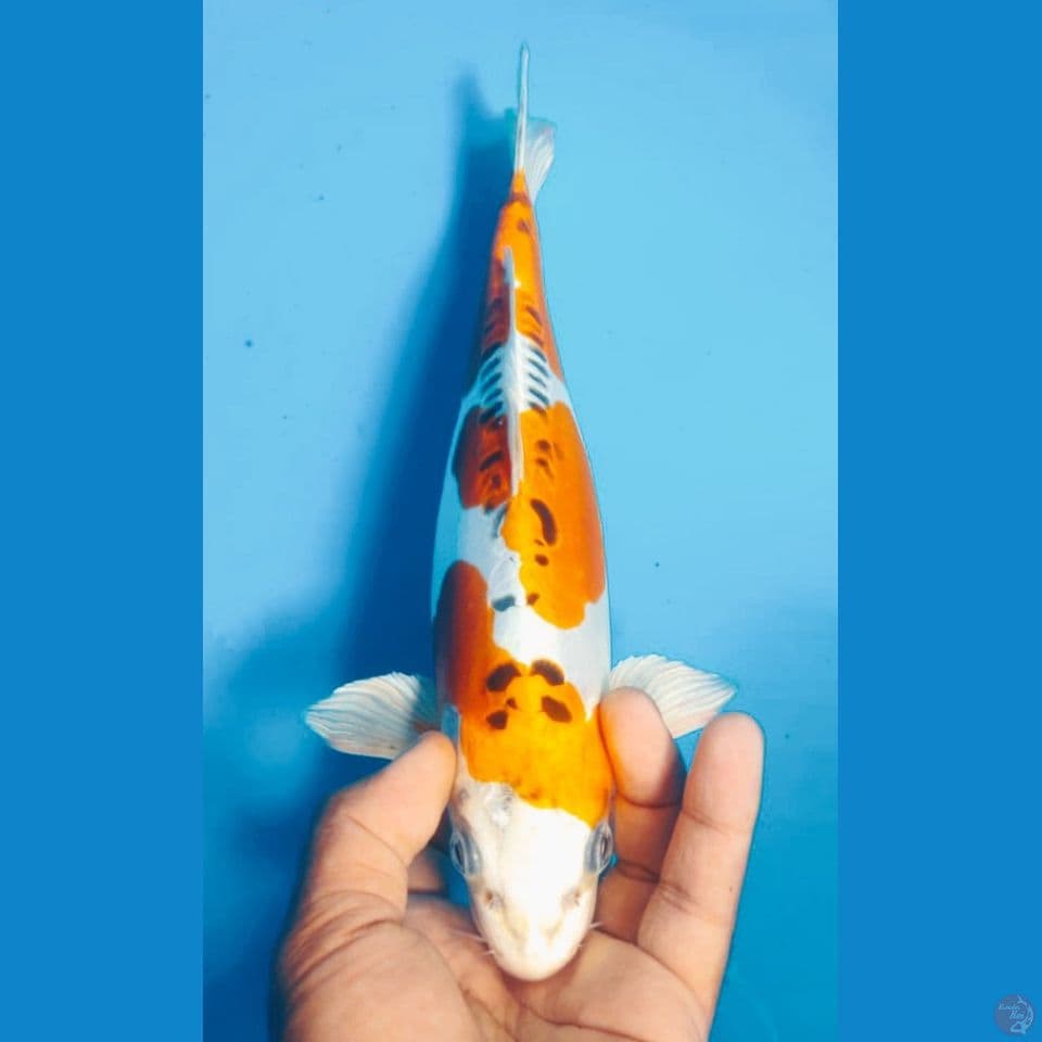 KIKO 30CM