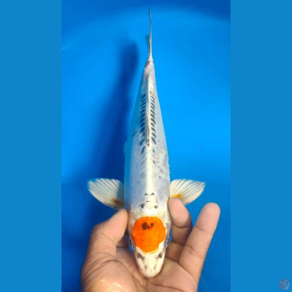 TANCHO 34CM