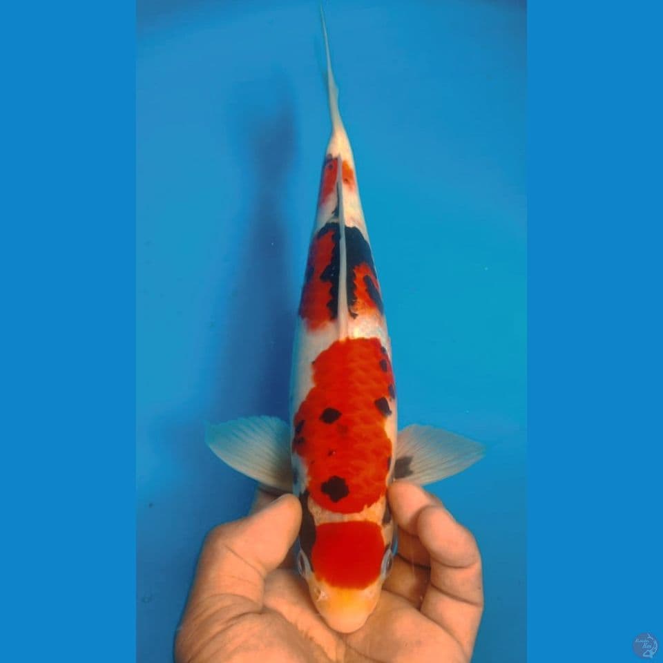 SANKE SHOWA 30CM