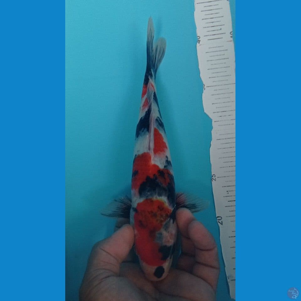SHOWA 28CM