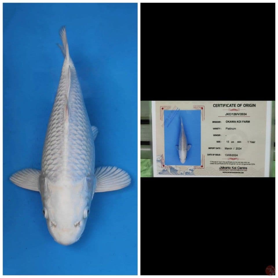 Okawa Platinum