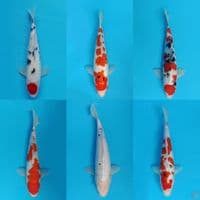 mix 27-35cm