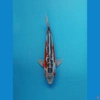 shusui ready show 36cm