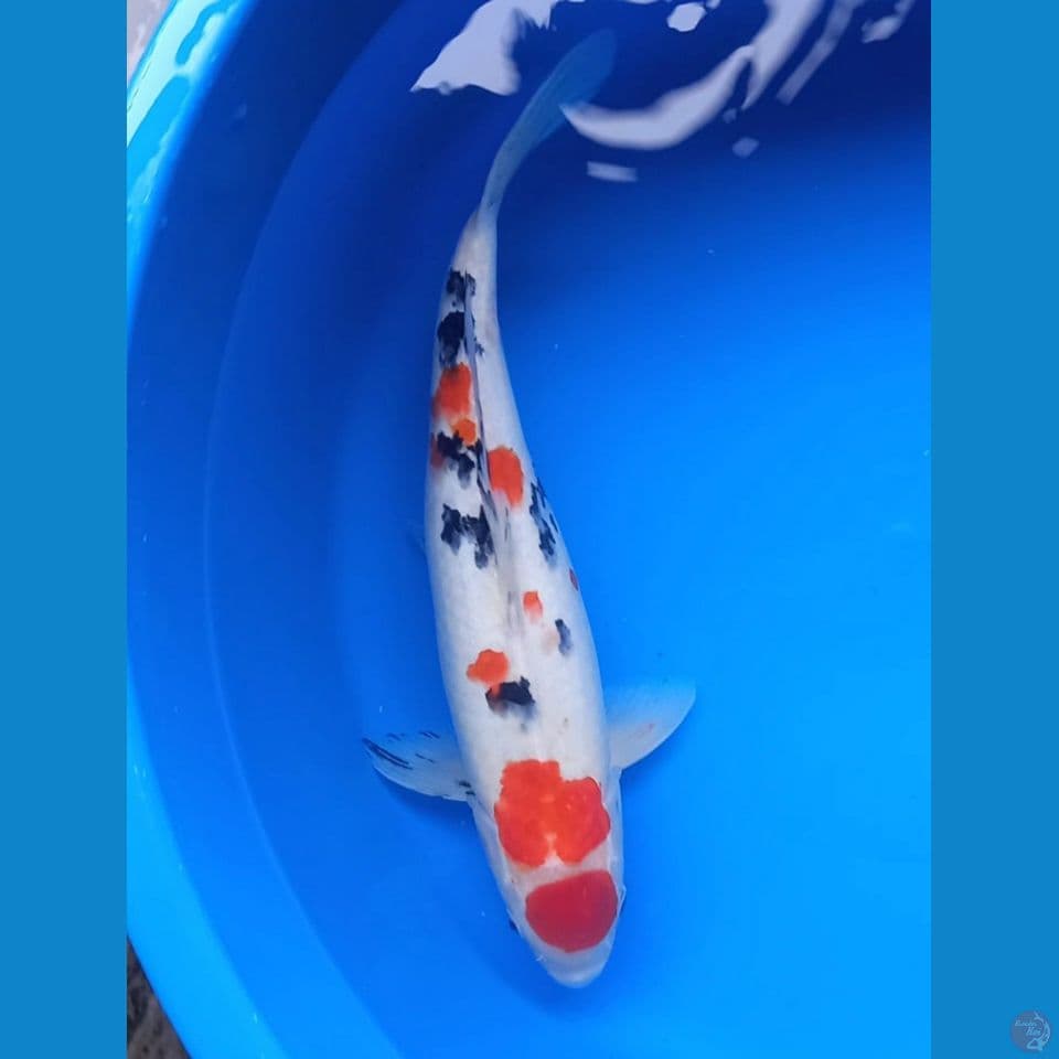 MARUTEN SANKE 39CM