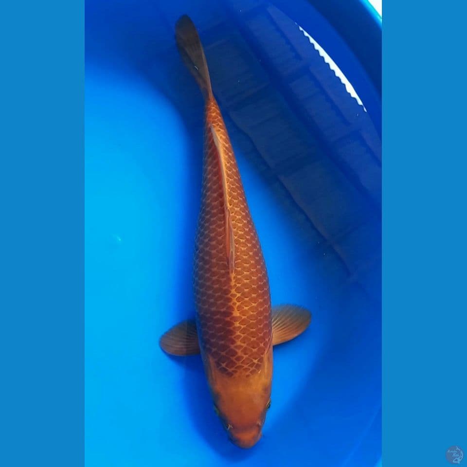KARAMEL 41CM