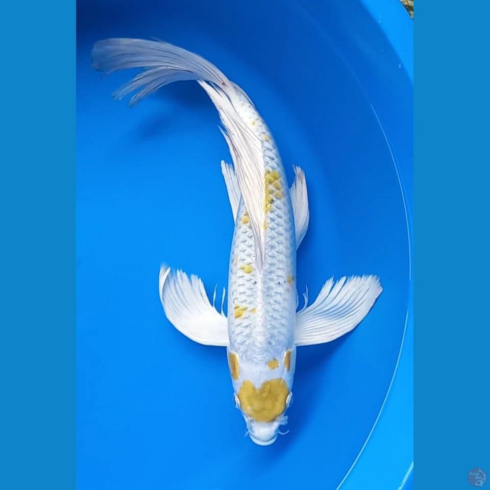 KUMPAI MARUTEN KUJAKU 42CM