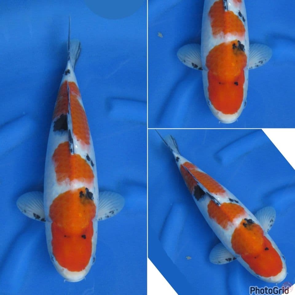 40cm - Sanke Bl Akf