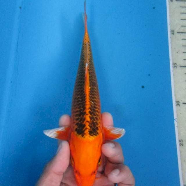 Kin matsuba 18 cm