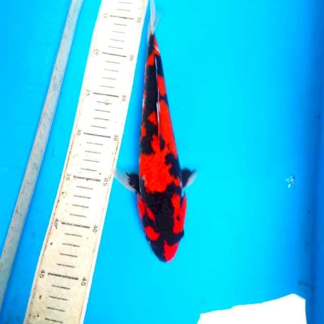 Hi Showa 30cm