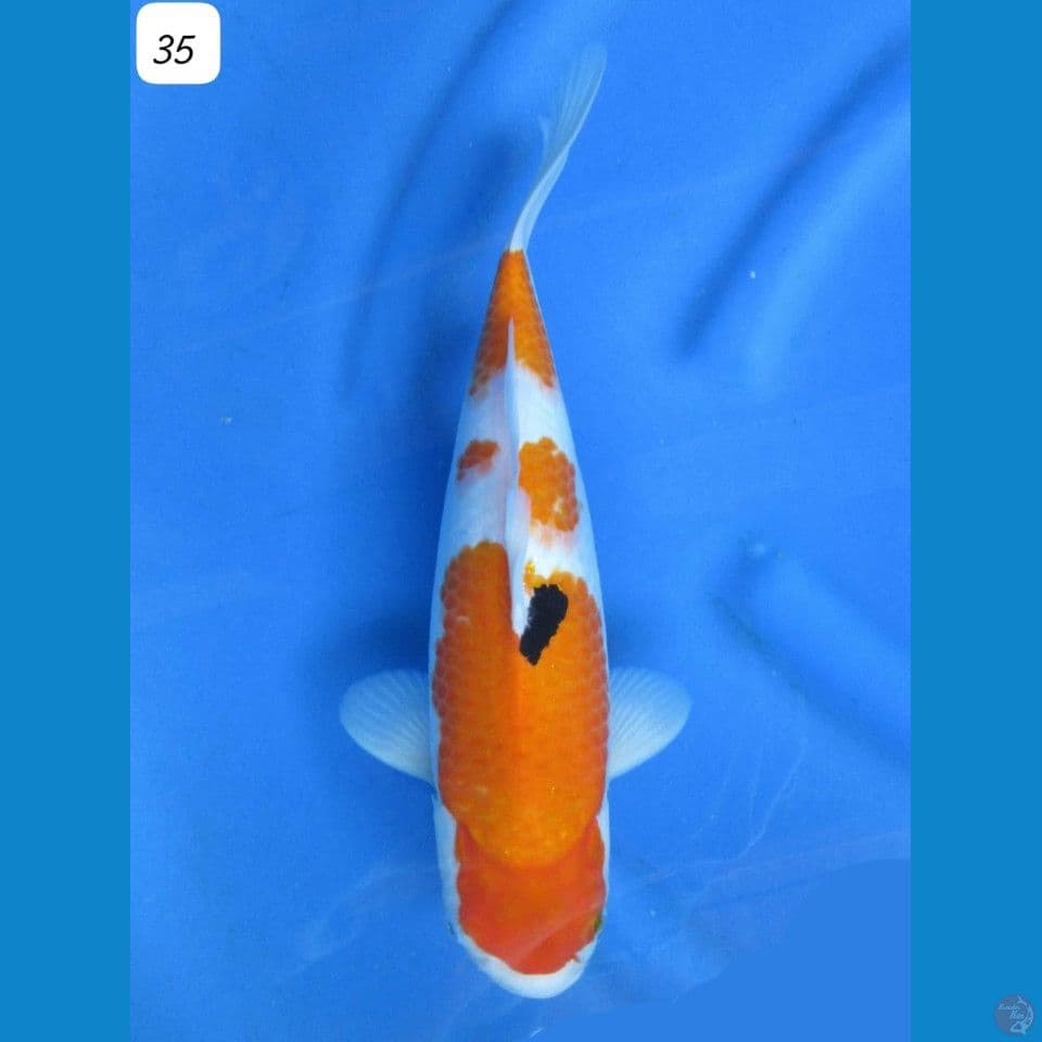 sanke bl Akf 35cm