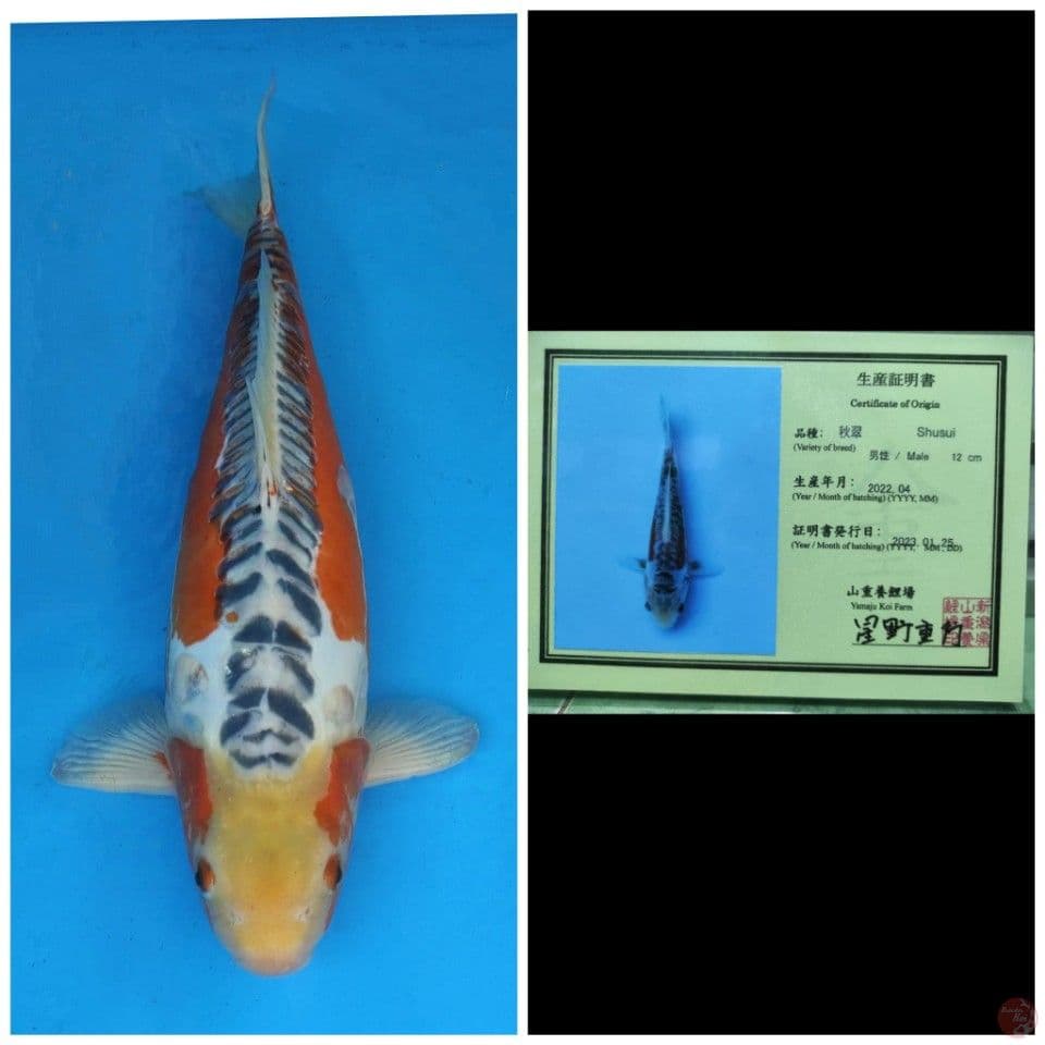 Yamaju Shusui