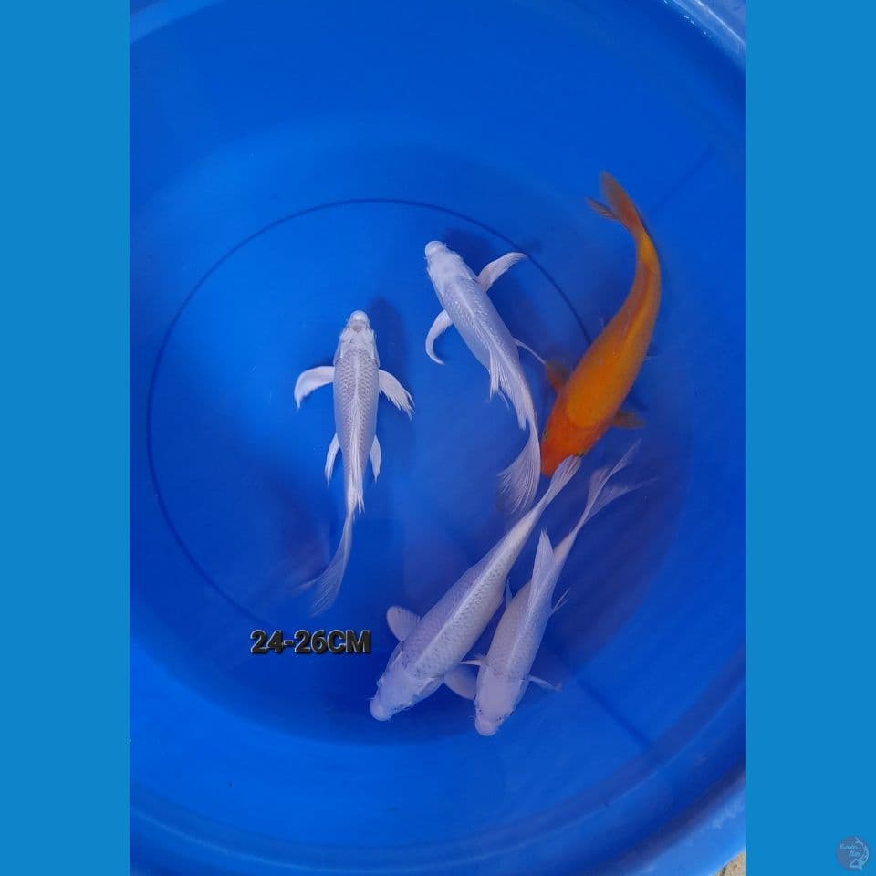24-26cm mix sleyer
