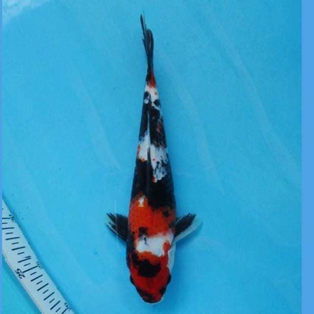 Showa 27cm