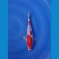 CS1 • KOHAKU DOITSU • 27CM • JANTAN