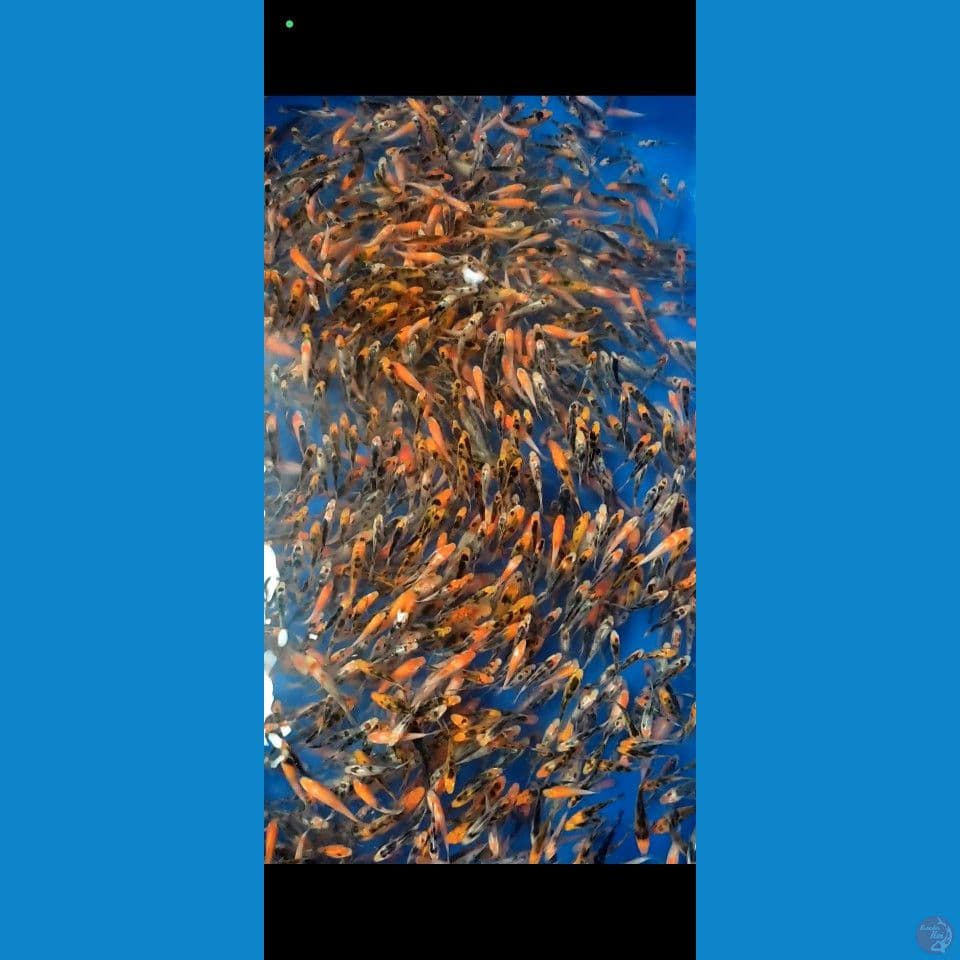 bibit grade kohaku sanke 2-7cm 1.500ekor