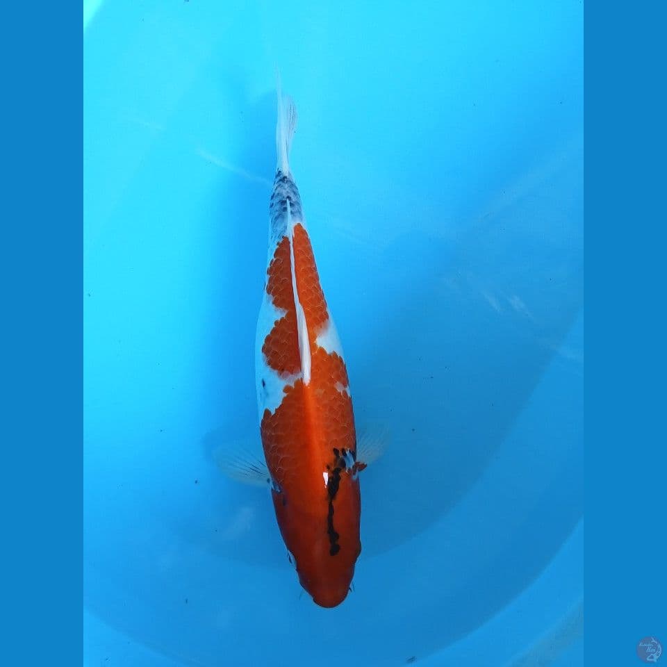 showa 40cm