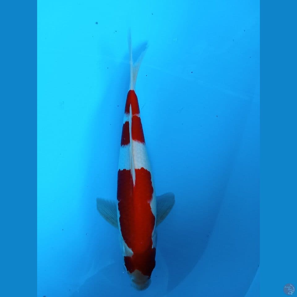 35cm jantan