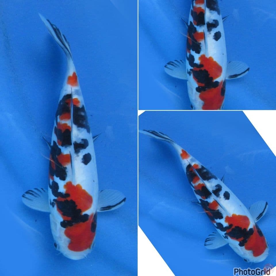 22cm - Short body Sanke Doitsu sabtu