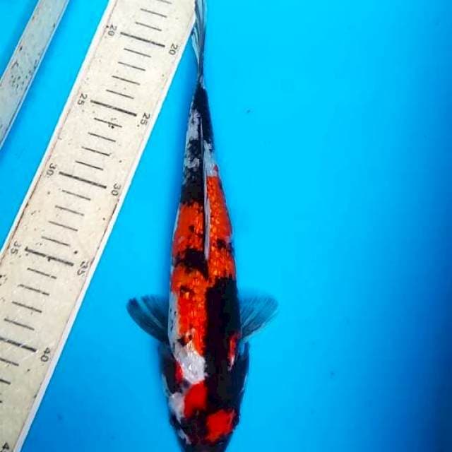 Showa 27cm