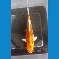 KUJAKU • 15CM • GRADE A