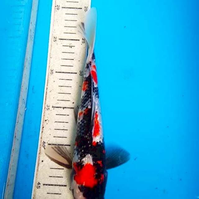Showa Ginrin 27cm