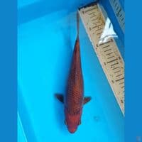 karamel 29cm