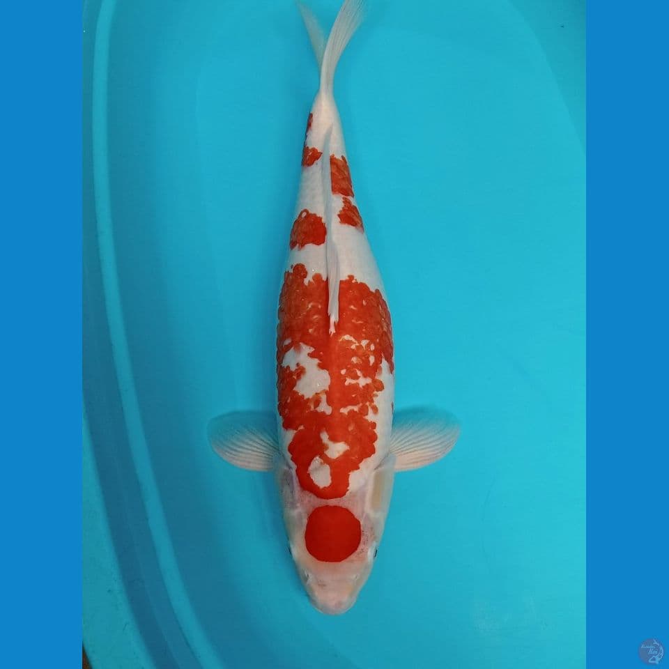 MARUTEN KOHAKU KANOKO 55 CM