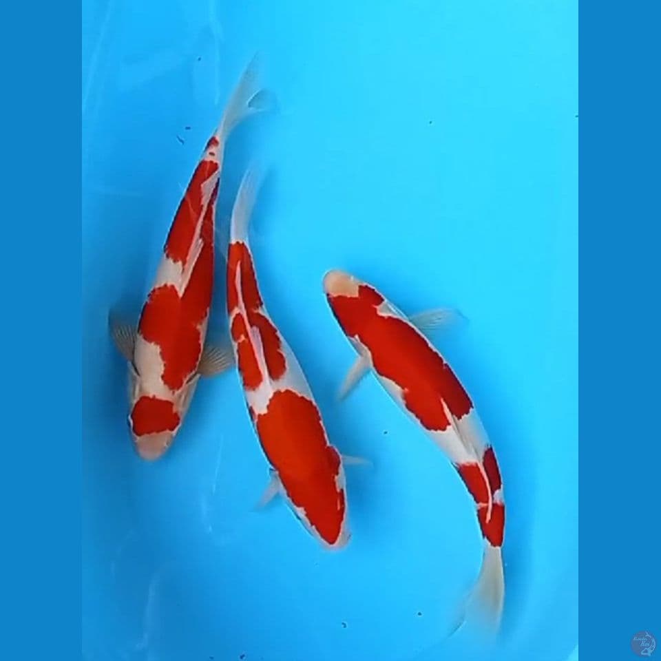 kohaku all jantan 35-36cm
