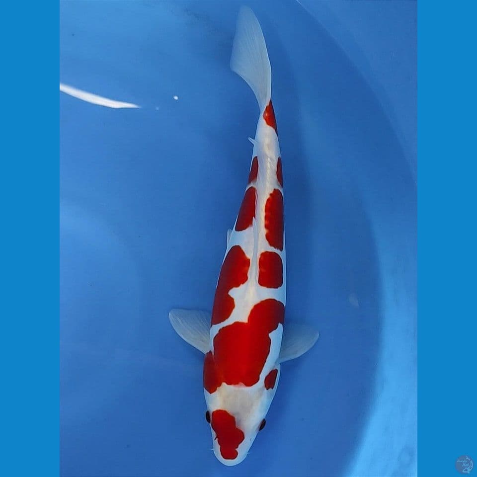 doitsu 37cm