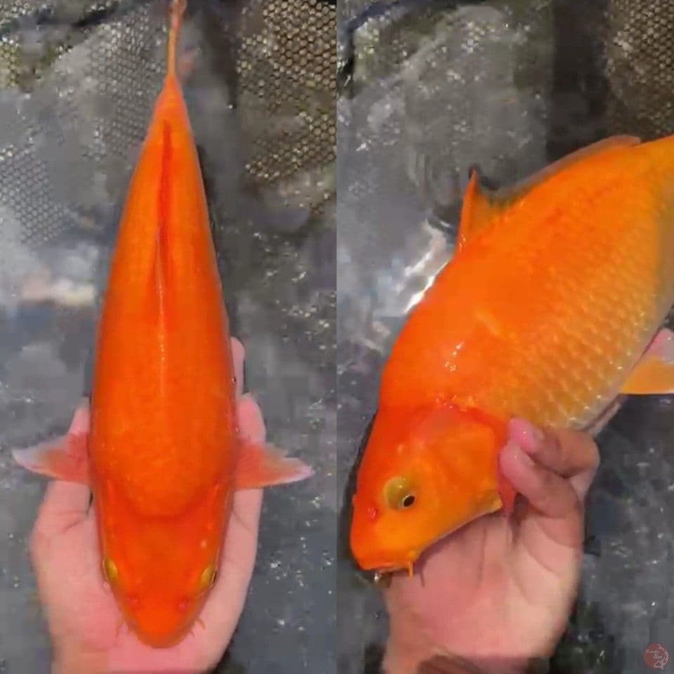 karasi manggo 35cm male