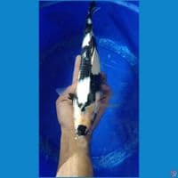 Showa Shiro 35cm