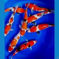 8 tategoi showa DNA import 30-33cm